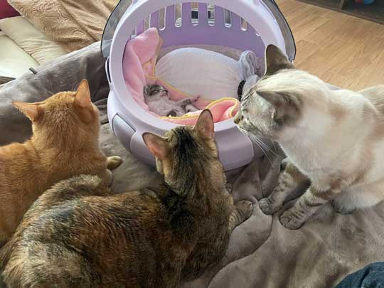 先住猫と子猫