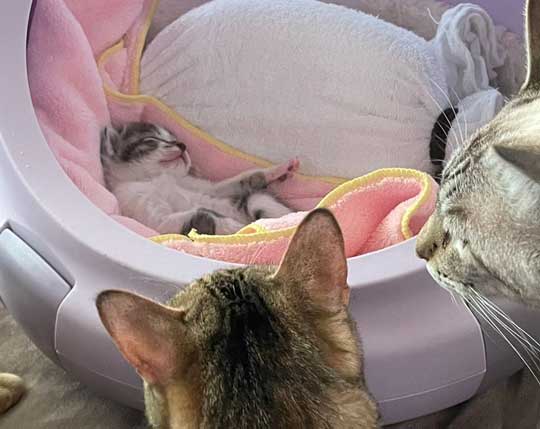 子猫 見守る 先住猫 見守り隊 寝顔 保護猫