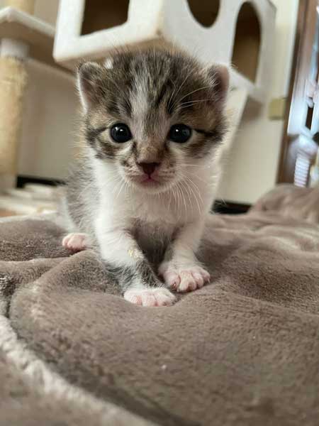 子猫 見守る 先住猫 見守り隊 寝顔 保護猫