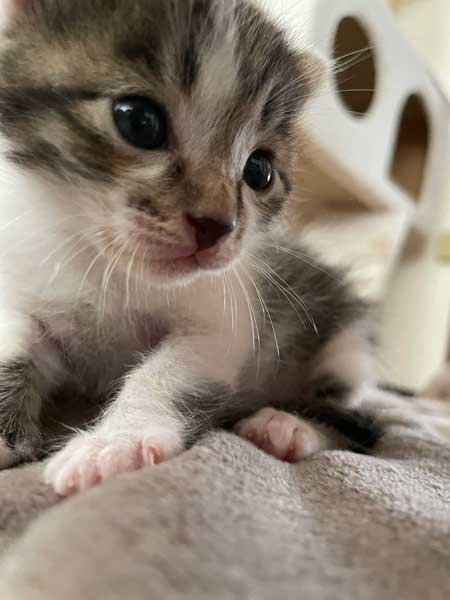 子猫 見守る 先住猫 見守り隊 寝顔 保護猫