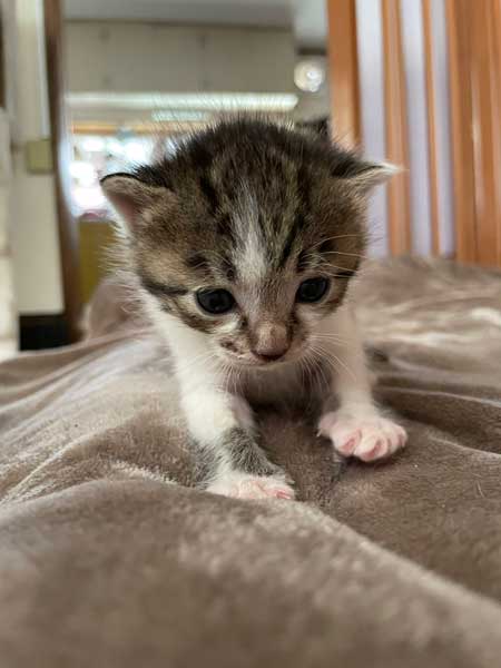 子猫 見守る 先住猫 見守り隊 寝顔 保護猫