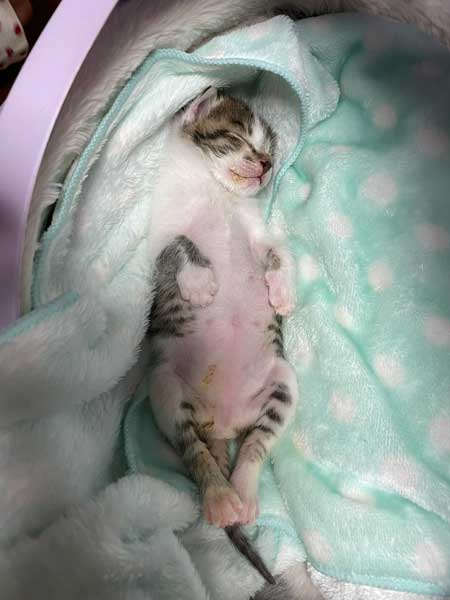 子猫 見守る 先住猫 見守り隊 寝顔 保護猫