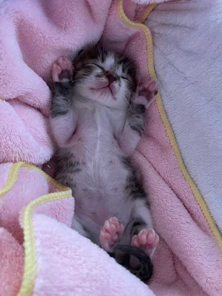 子猫 見守る 先住猫 見守り隊 寝顔 保護猫