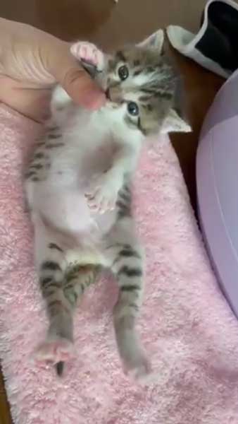 子猫 見守る 先住猫 見守り隊 寝顔 保護猫