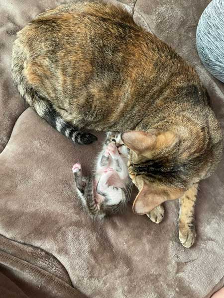 子猫 見守る 先住猫 見守り隊 寝顔 保護猫