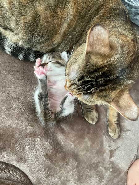 子猫 見守る 先住猫 見守り隊 寝顔 保護猫