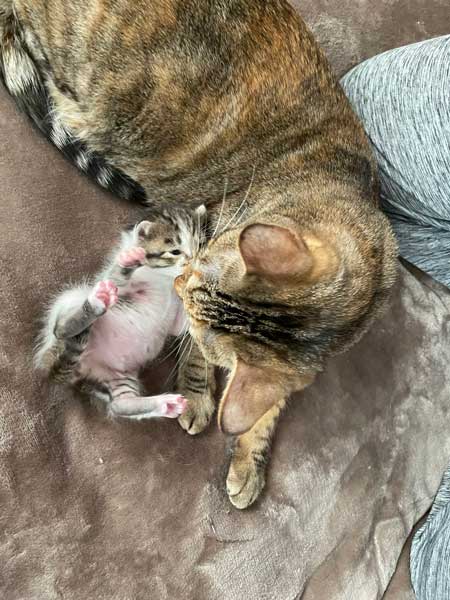 子猫 見守る 先住猫 見守り隊 寝顔 保護猫