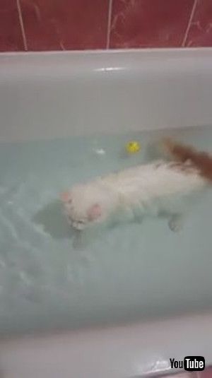 「Peculiar Kitty Loves Her Bathtime || ViralHog」