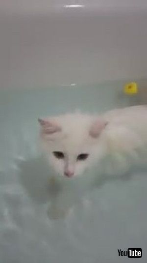 「Peculiar Kitty Loves Her Bathtime || ViralHog」