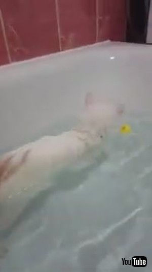 「Peculiar Kitty Loves Her Bathtime || ViralHog」