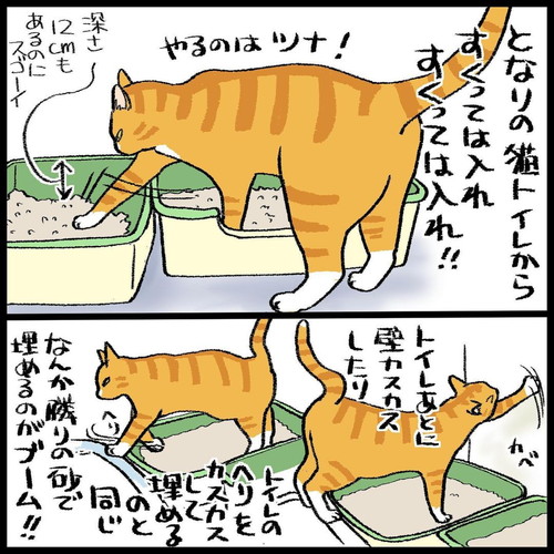 「猫トイレの怪異」