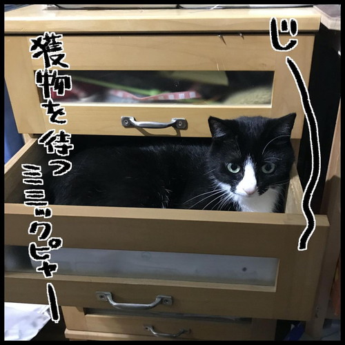 「ミミックニャー」