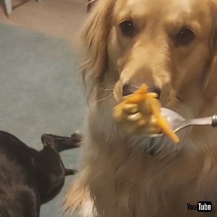 「Two-Year-Old Golden Retriever Needs to be Spoon Fed || ViralHog」