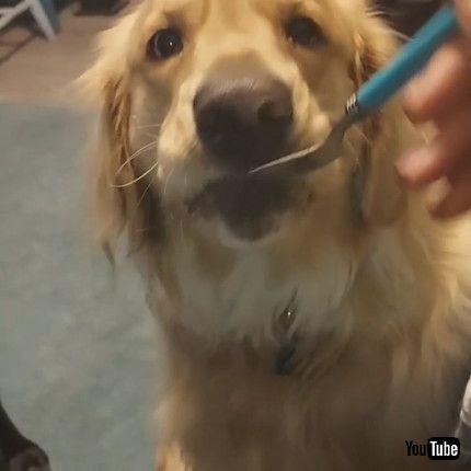 「Two-Year-Old Golden Retriever Needs to be Spoon Fed || ViralHog」