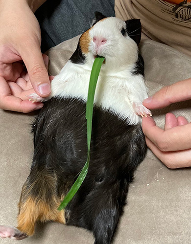 おかか//もつはつさん