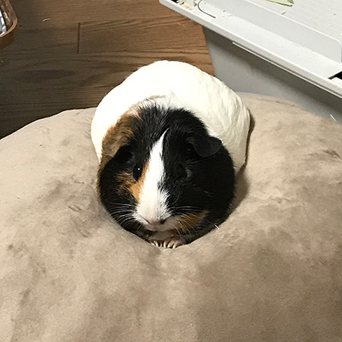 おかか//もつはつさん