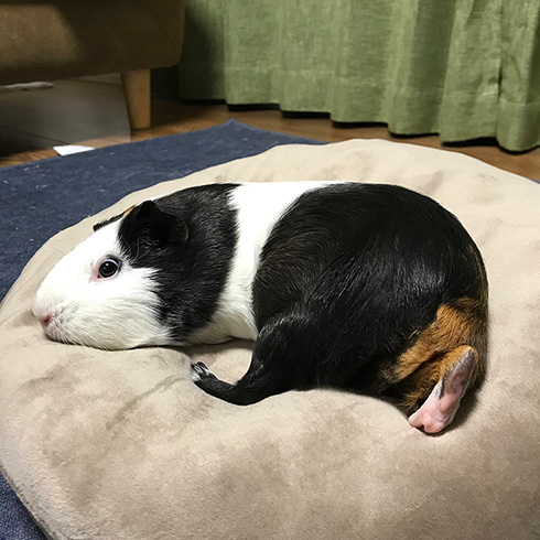 おかか//もつはつさん