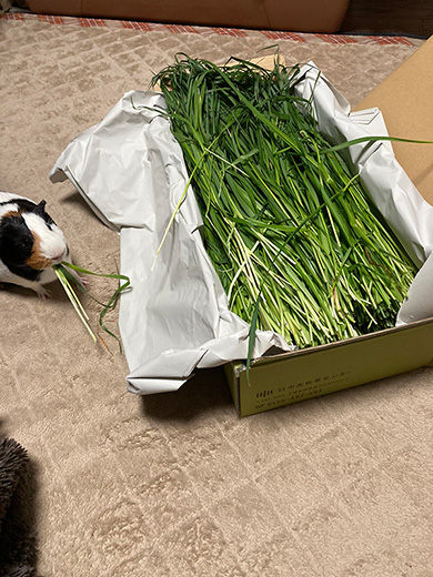 おかか//もつはつさん