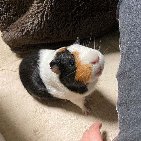 おかか//もつはつさん