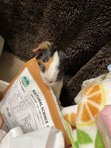 おかか//もつはつさん