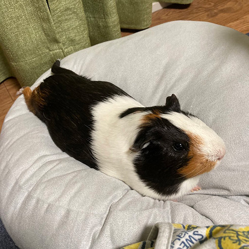 おかか//もつはつさん