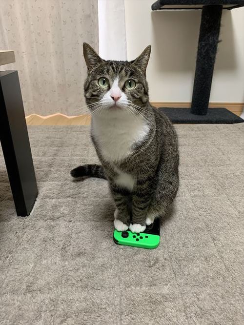 猫