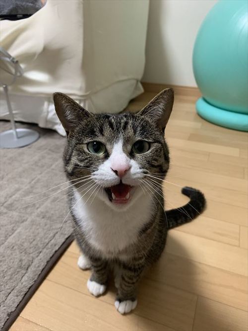 猫