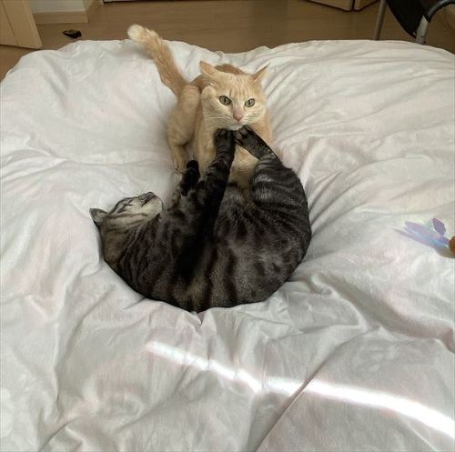 猫