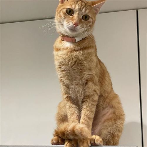 猫