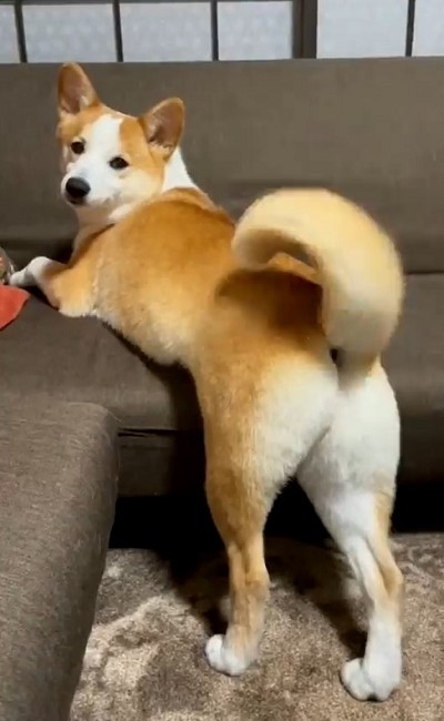 桃尻を自慢するワンちゃん