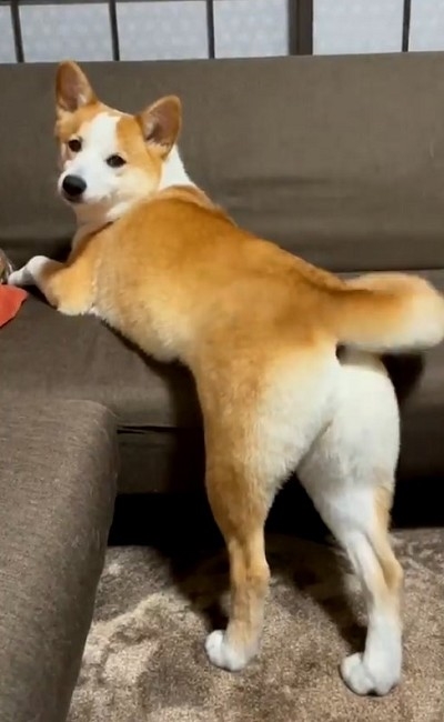 桃尻を自慢するワンちゃん