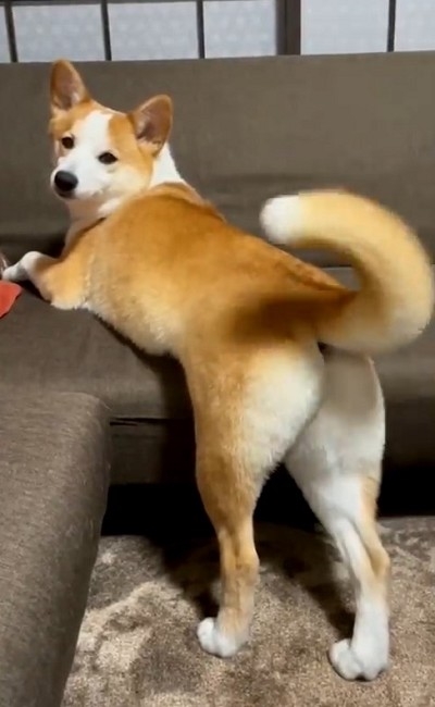 桃尻を自慢するワンちゃん