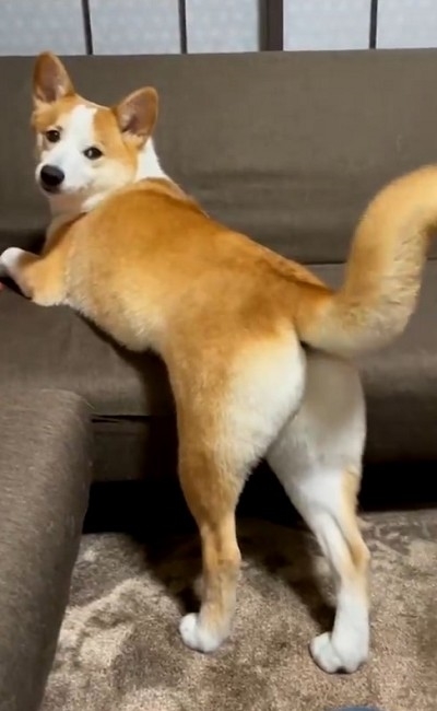 桃尻を自慢するワンちゃん