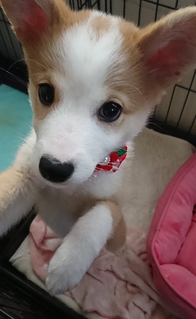 桃尻を自慢するワンちゃん