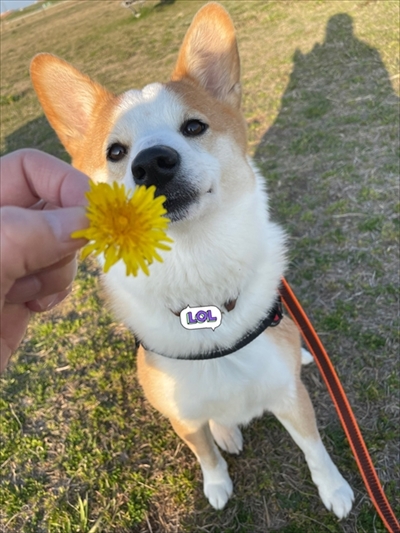 桃尻を自慢するワンちゃん