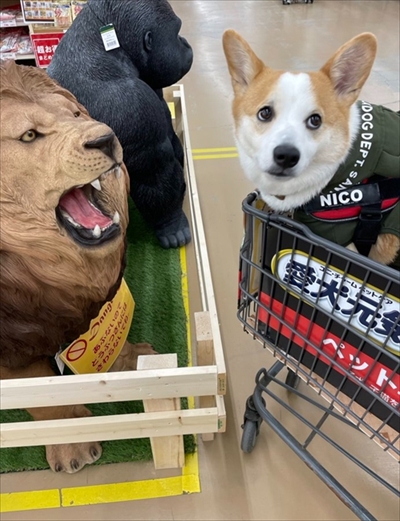 桃尻を自慢するワンちゃん