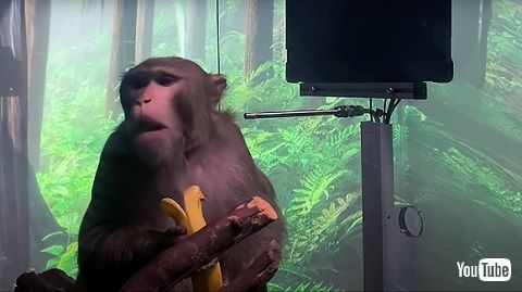 ペイジャーくん