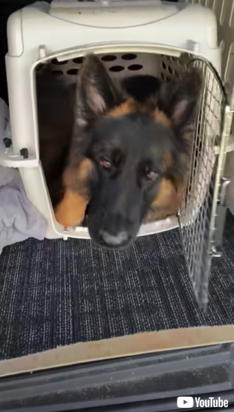 小型犬ケージに入る大型ワンコ