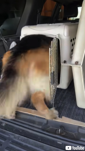 小型犬ケージに入る大型ワンコたち