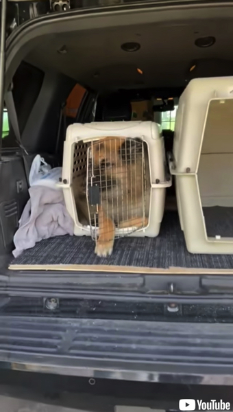 小型犬ケージに入る大型ワンコ