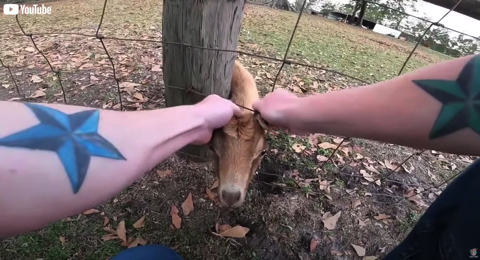 柵から頭が抜けなくなったヤギ