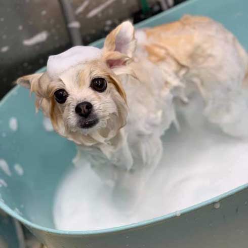 風呂 おふろ中 幸福感 違い 見た目 ポメラニアン トリマー ビフォーアフター