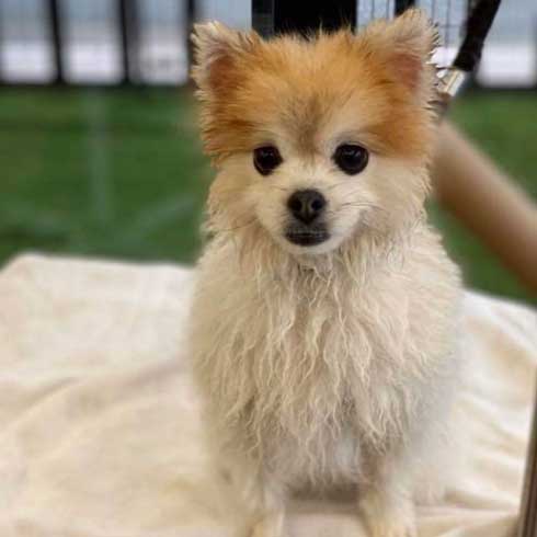 風呂 おふろ中 幸福感 違い 見た目 ポメラニアン トリマー ビフォーアフター