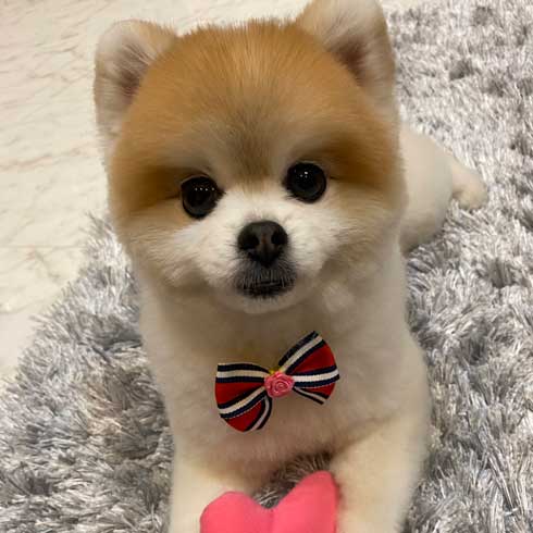 風呂 おふろ中 幸福感 違い 見た目 ポメラニアン トリマー ビフォーアフター