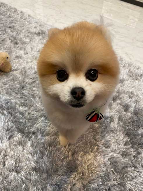 風呂 おふろ中 幸福感 違い 見た目 ポメラニアン トリマー ビフォーアフター