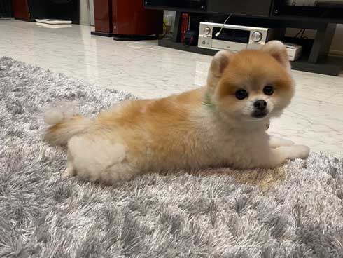 風呂 おふろ中 幸福感 違い 見た目 ポメラニアン トリマー ビフォーアフター