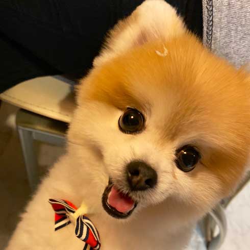 風呂 おふろ中 幸福感 違い 見た目 ポメラニアン トリマー ビフォーアフター