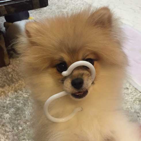 風呂 おふろ中 幸福感 違い 見た目 ポメラニアン トリマー ビフォーアフター