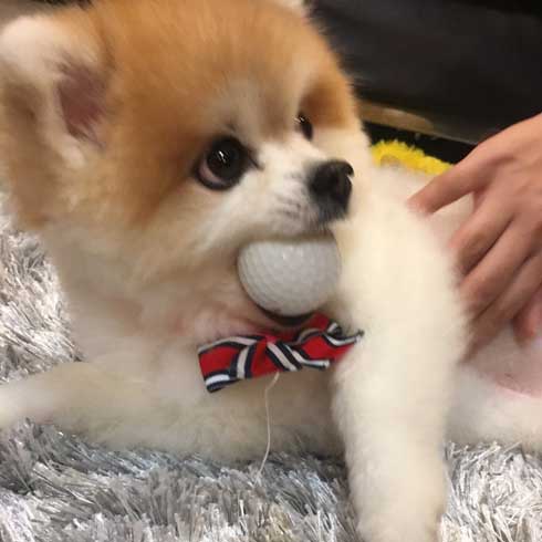 風呂 おふろ中 幸福感 違い 見た目 ポメラニアン トリマー ビフォーアフター