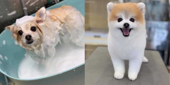 風呂 おふろ中 幸福感 違い 見た目 ポメラニアン トリマー ビフォーアフター